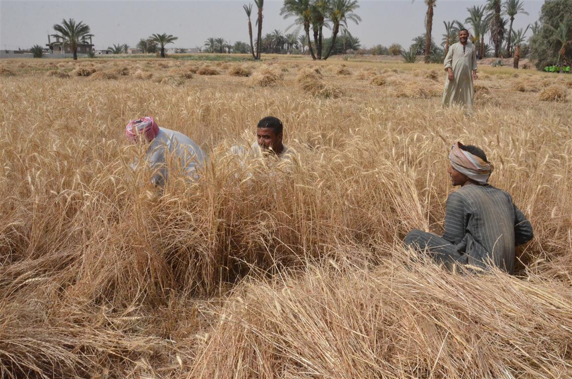 المزارعون ينطلقون يومياً في حصاد كميات القمح ودراستها