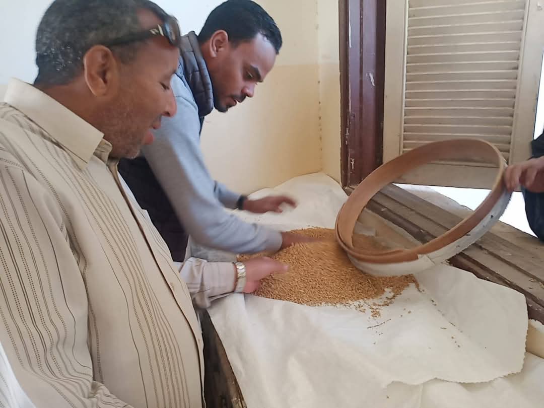 عمليات استلام القمح وفحص درجاته فى الشون والصوامع عمليات استلام القمح وفحص درجاته فى الشون والصوامع