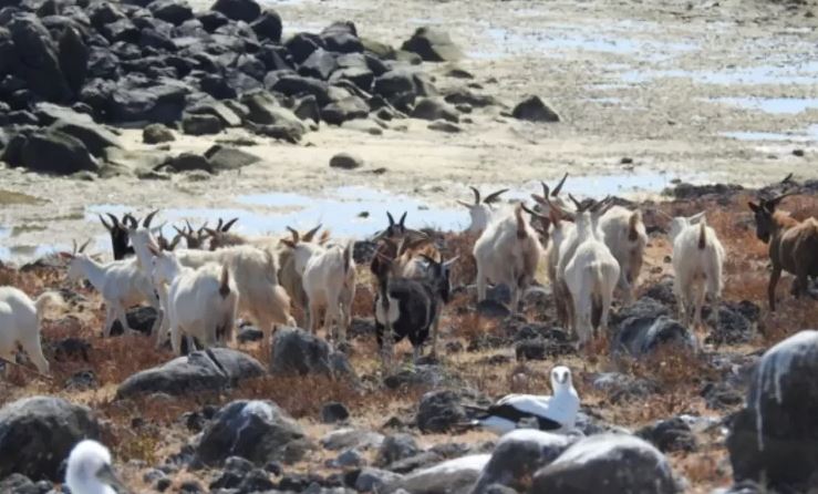 ماعز برازيلية تحير العلماء