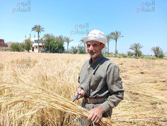 حصاد-القمح-يدويا