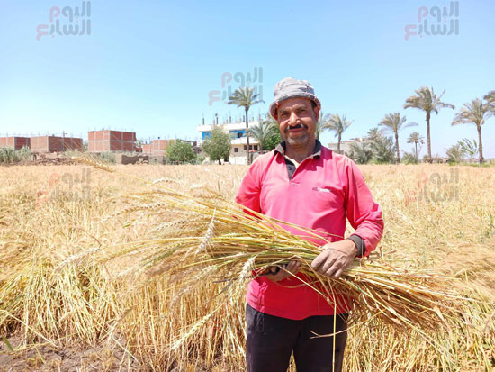 حصاد-الذهب-الأصفر