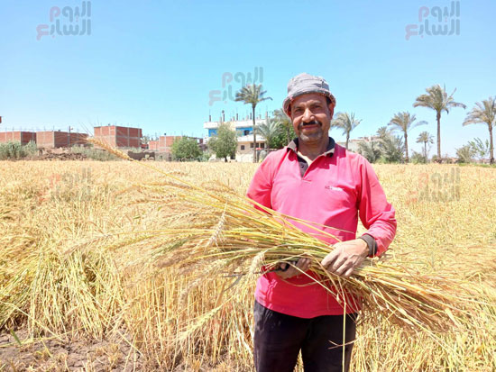 سنابل-الخير