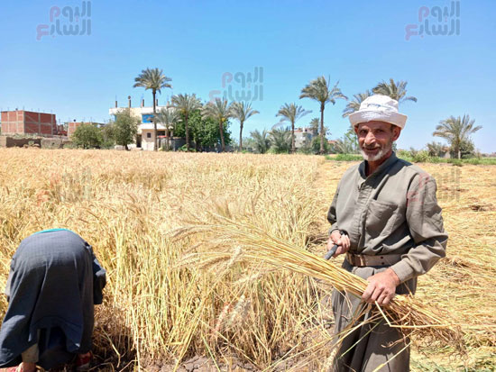 حصاد-الذهب-الأصغر-بالشرقية