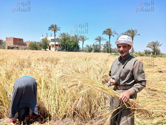 العم-احمد-الجيزاوى