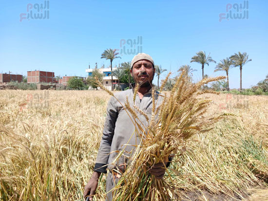 انطلاق-حصاد-القمح-يدويا