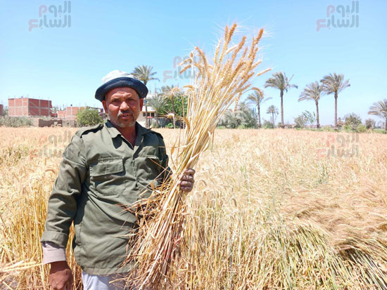 موسم-حصاد-القمح