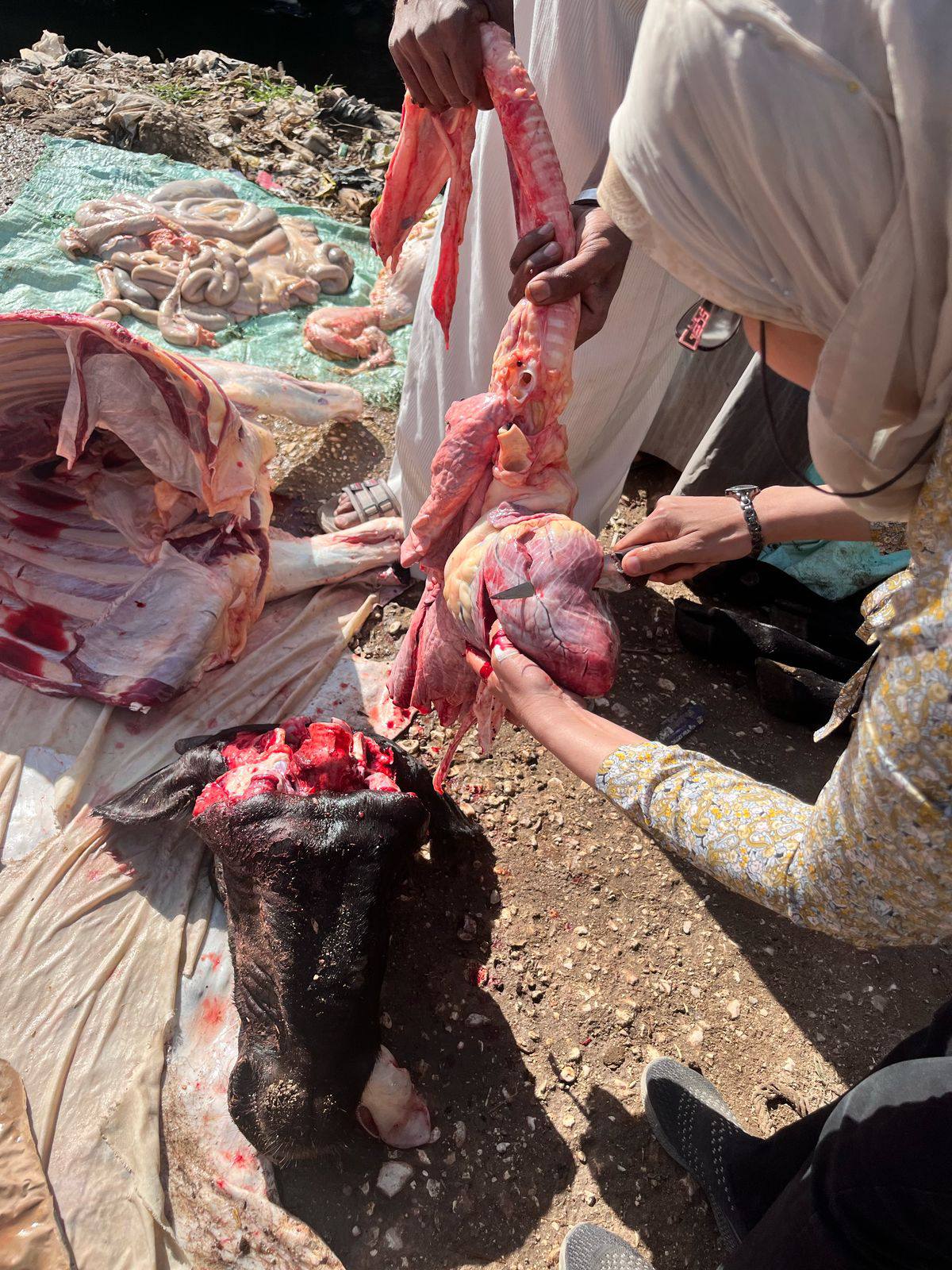 ضبط وتحرير 3 محاضر ذبح خارج المجازر في حملات لمسئولى الطب البيطرى