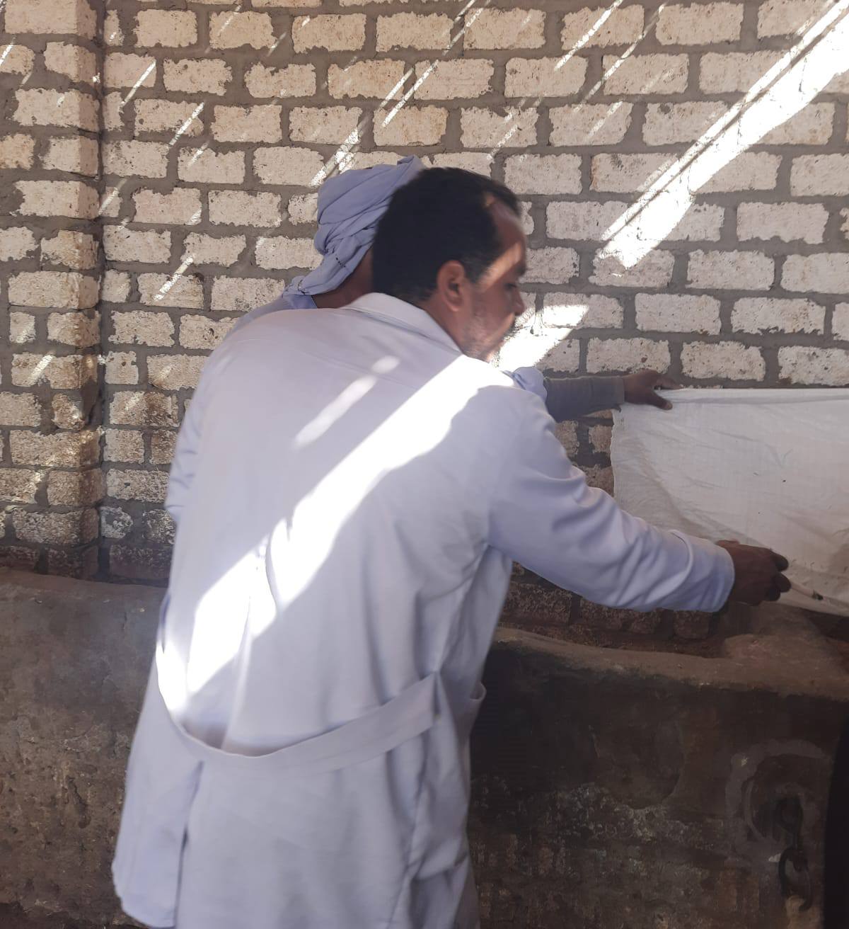 عمليات فحص شامل للمواشي وتحصينها بالأقصر