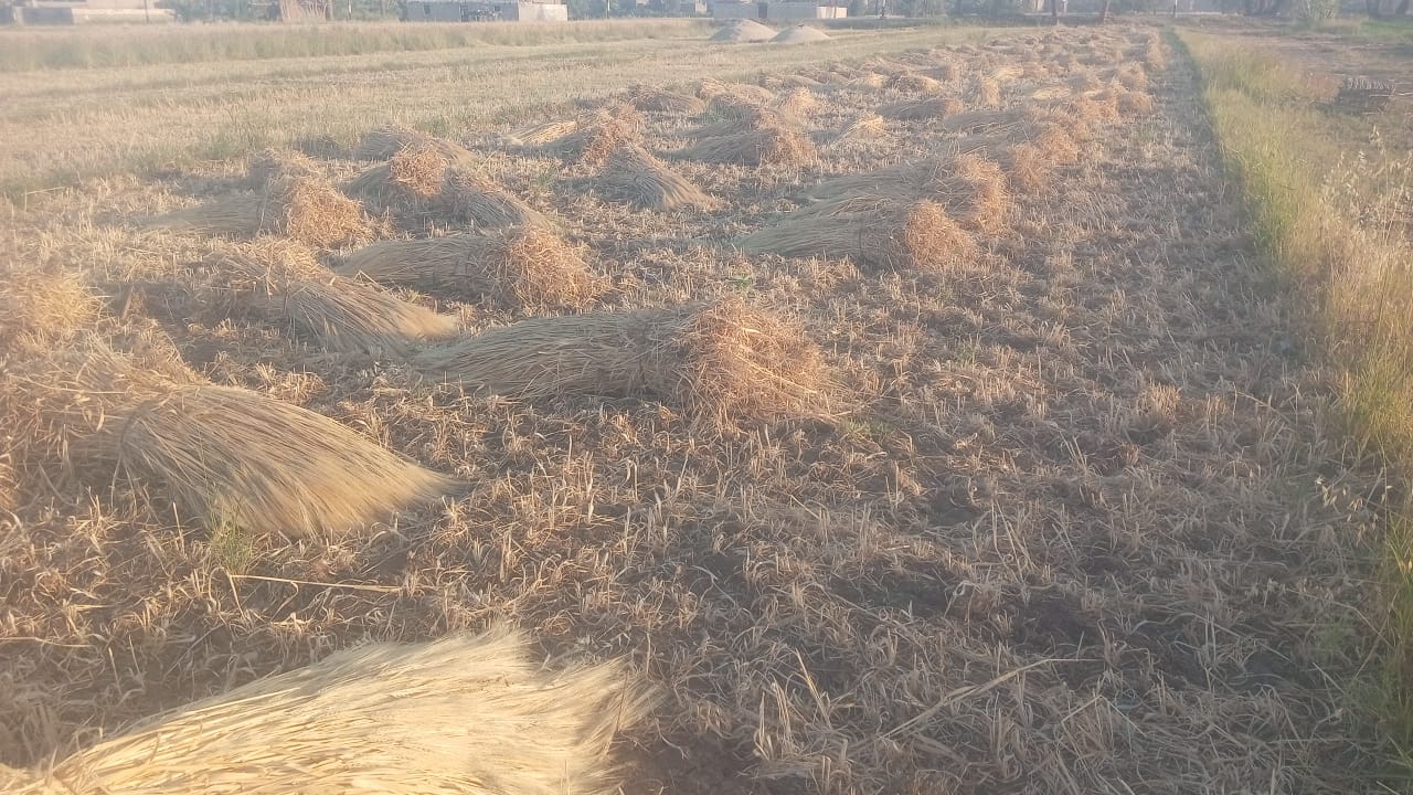 انطلاق موسم حصاد القمح 