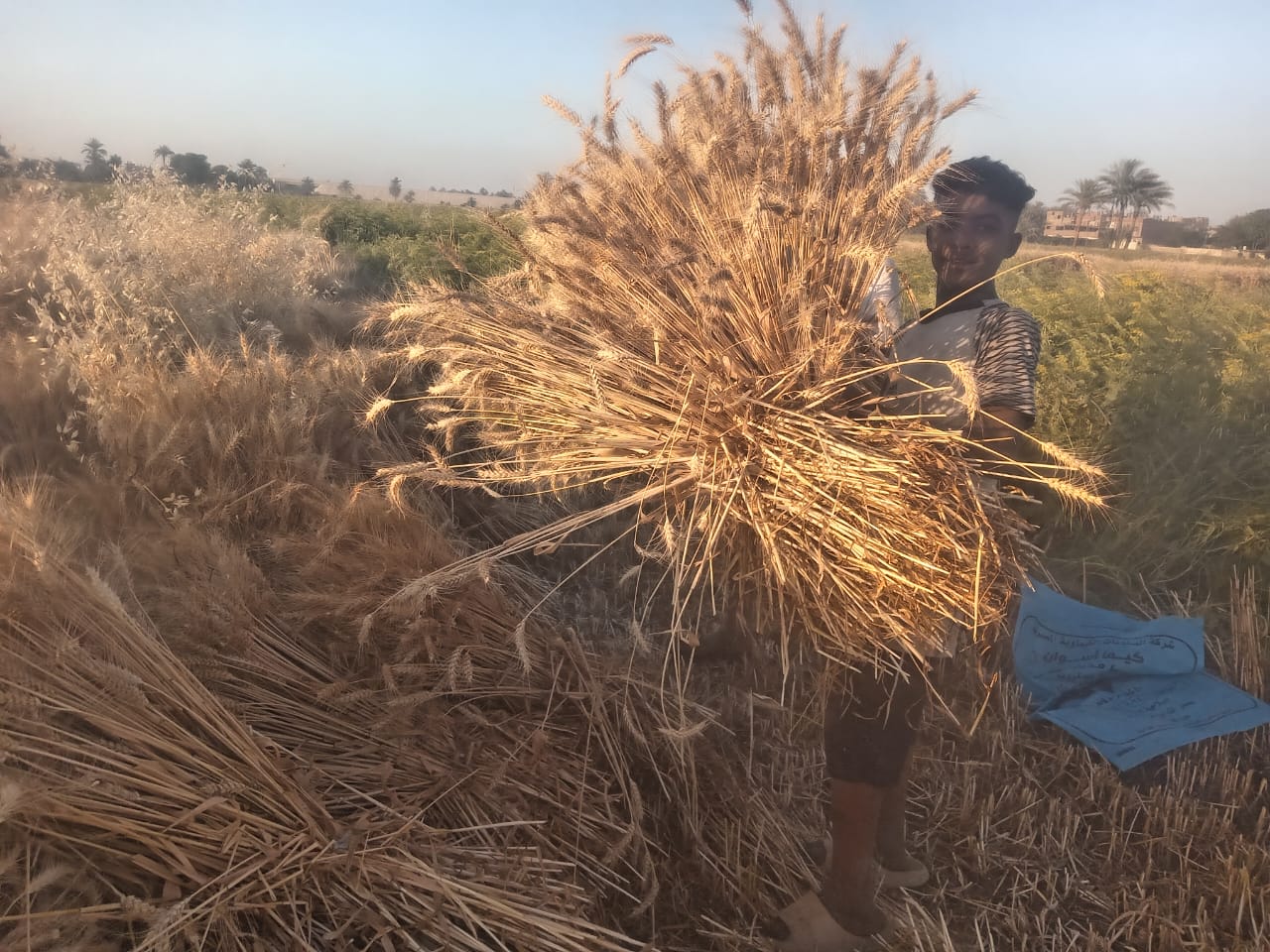 حصاد القمح داخل زراعات قنا