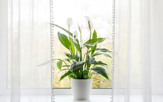 زنبق السلام