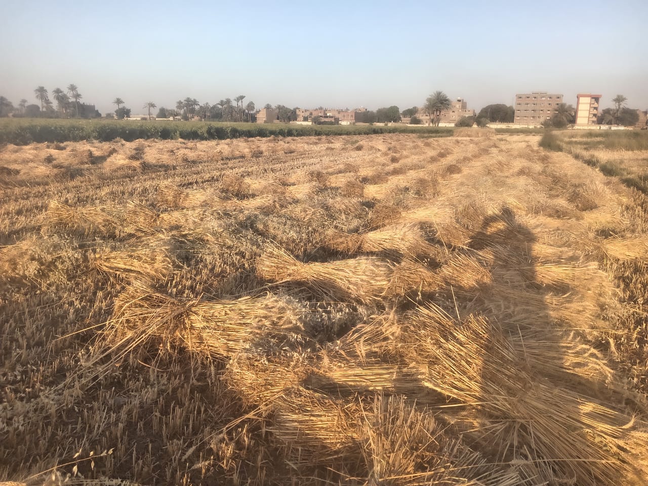 أرض محصودة بقنا