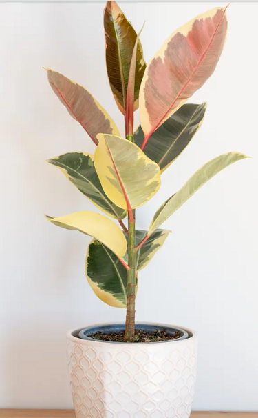 شجرة المطاط