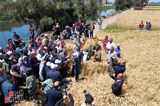 محافظ-كفر-الشيخ-يشارك-في-حصاد-القمح