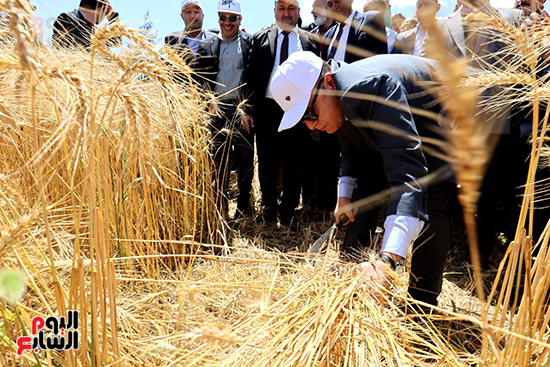 محافظ-كفر-الشي-يحصد-القمح-بالمنجل