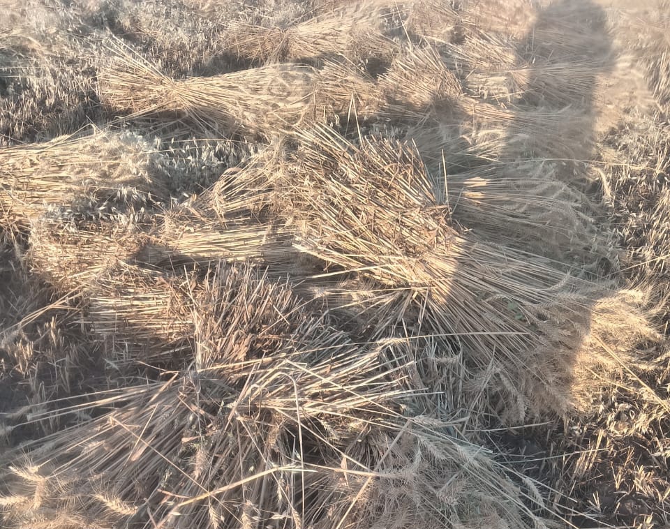 حصاد القمح بقنا