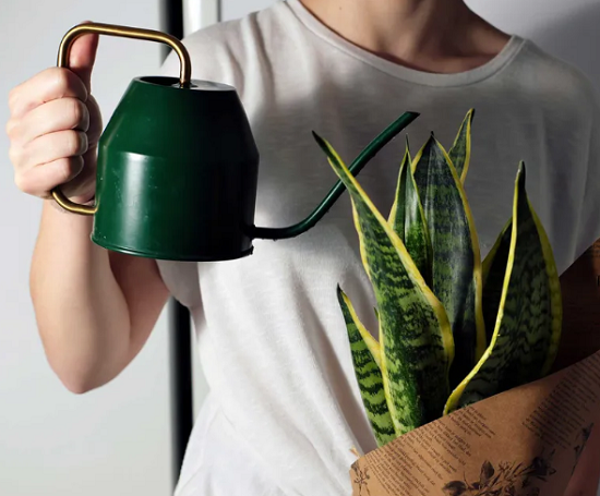 نبات الثعبان