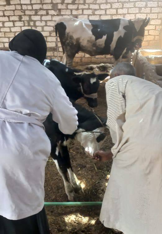 أعمال فحص شامل للمواشي وتحصينها بالأقصر