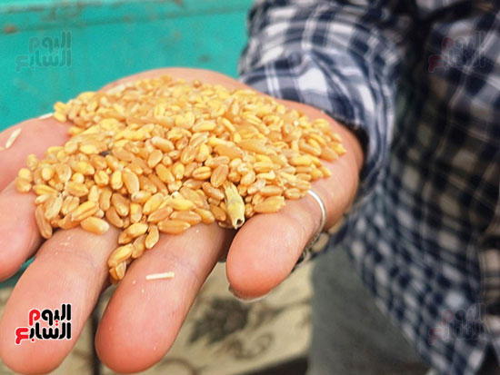 القمح-فى-أسوان القمح-فى-أسوان