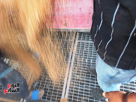 تخزين-القمح-فى-صوامع-أسوان تخزين-القمح-فى-صوامع-أسوان