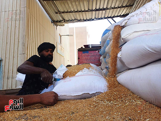 استلام-القمح-فى-صوامع-أسوان استلام-القمح-فى-صوامع-أسوان