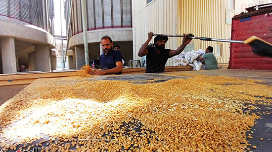 مرحلة-استلام-القمح مرحلة-استلام-القمح