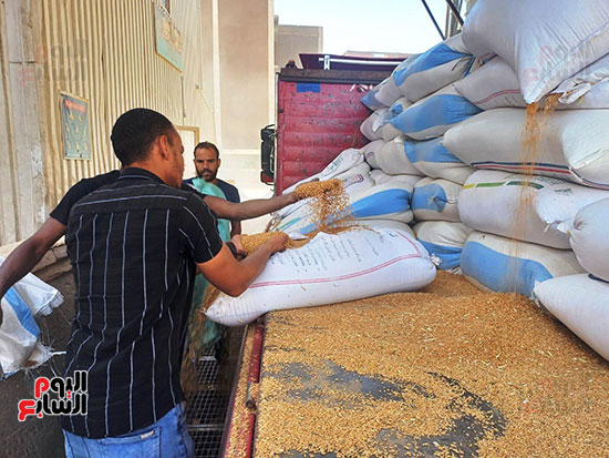 جانب-من-استلام-القمح-فى-صوامع-أسوان جانب-من-استلام-القمح-فى-صوامع-أسوان