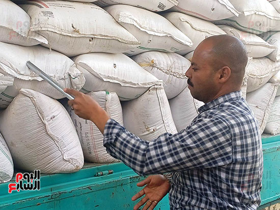 استلام-القمح استلام-القمح