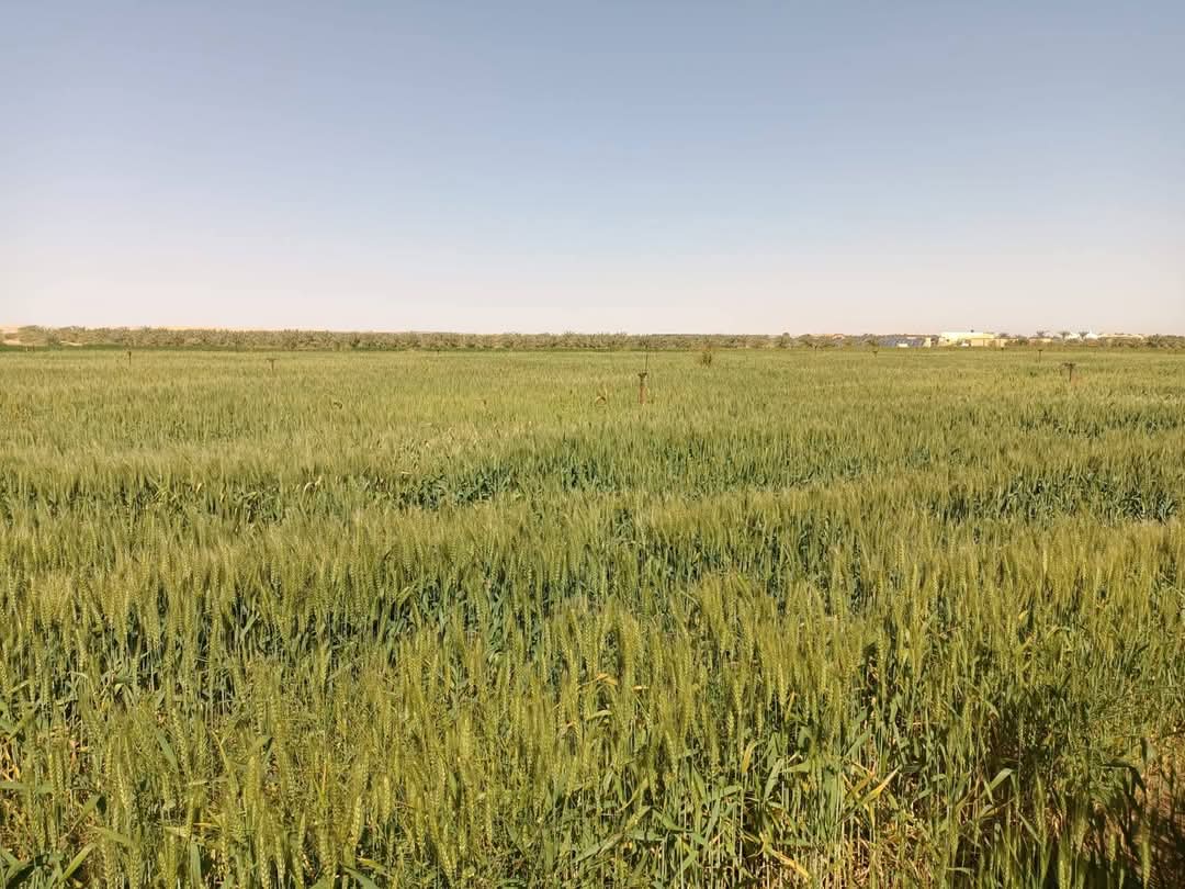 القمح القمح