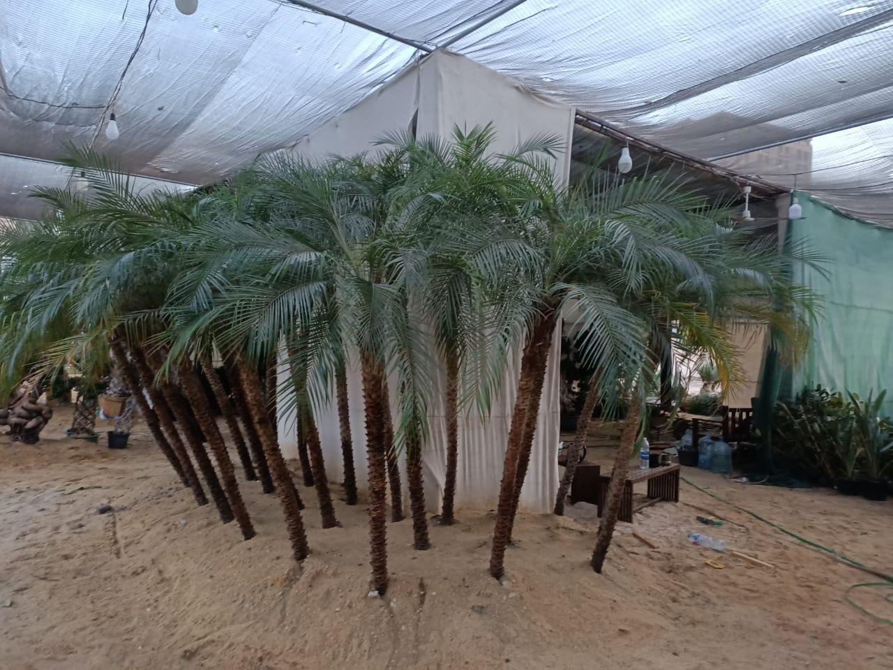 جانب من المعرض جانب من المعرض