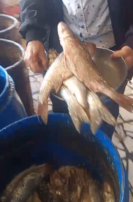 صناعة الفسيخ فن ونفس صناعة الفسيخ فن ونفس