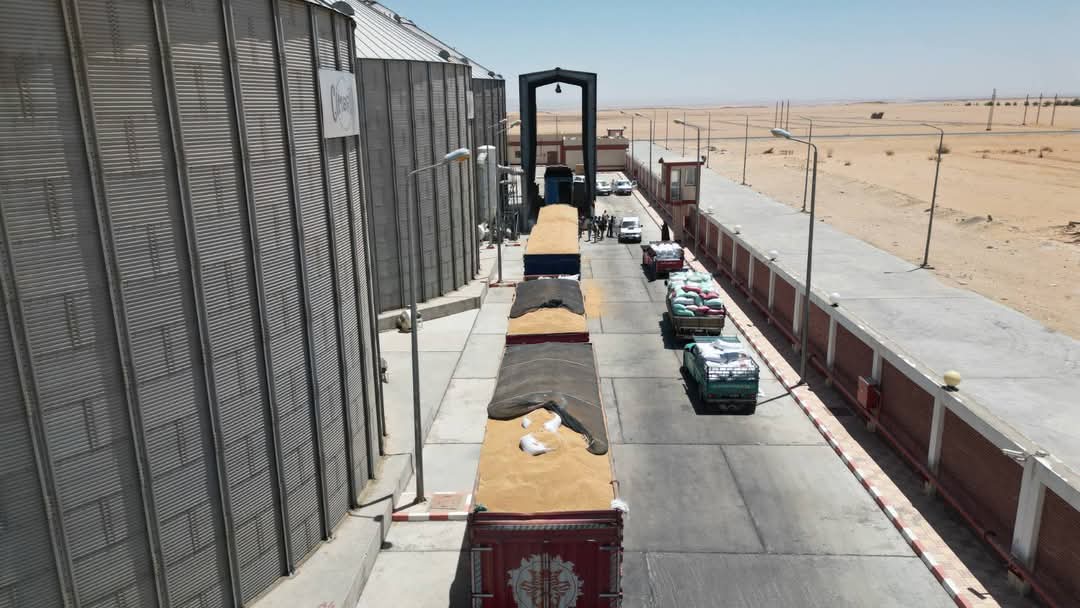 جانب من توريد القمح للصوامع جانب من توريد القمح للصوامع