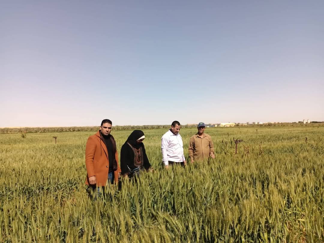 قمح الوادى الجديد قمح الوادى الجديد