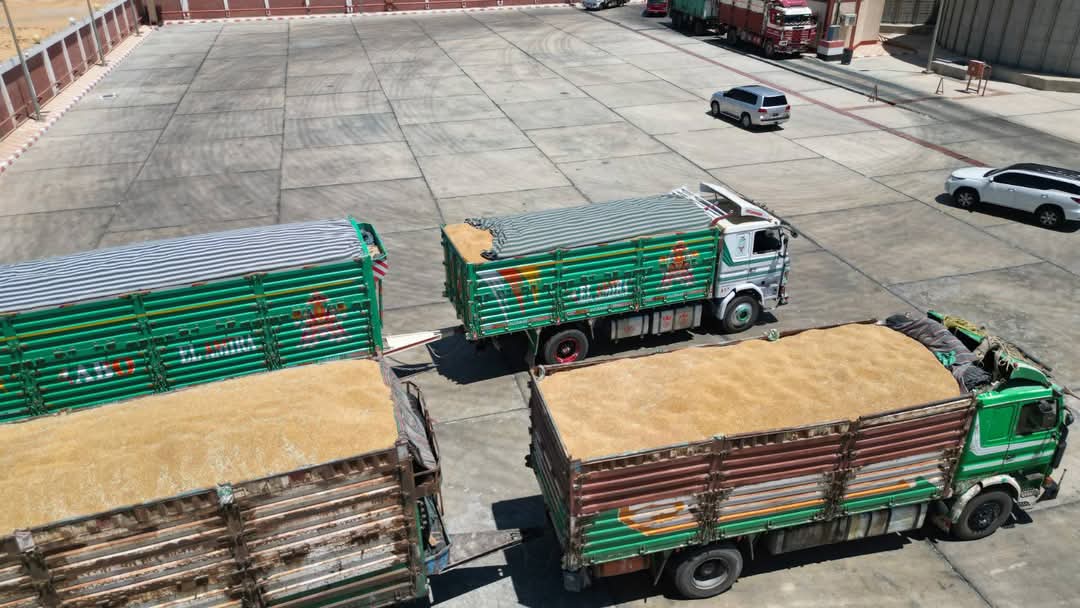 توريد القمح للصوامع توريد القمح للصوامع