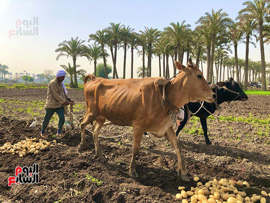 المحراث البلدي المحراث البلدي