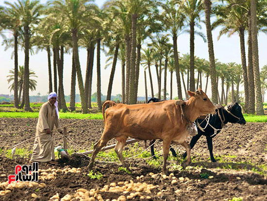 المحراث البلدي في موسم الحصاد المحراث البلدي في موسم الحصاد