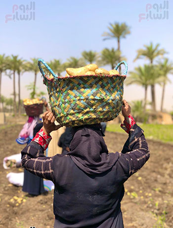 عاملة تساعد في تحميل وتعبئة البطاطس عاملة تساعد في تحميل وتعبئة البطاطس