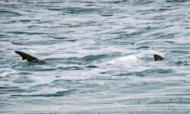 القرش على الشوطئ