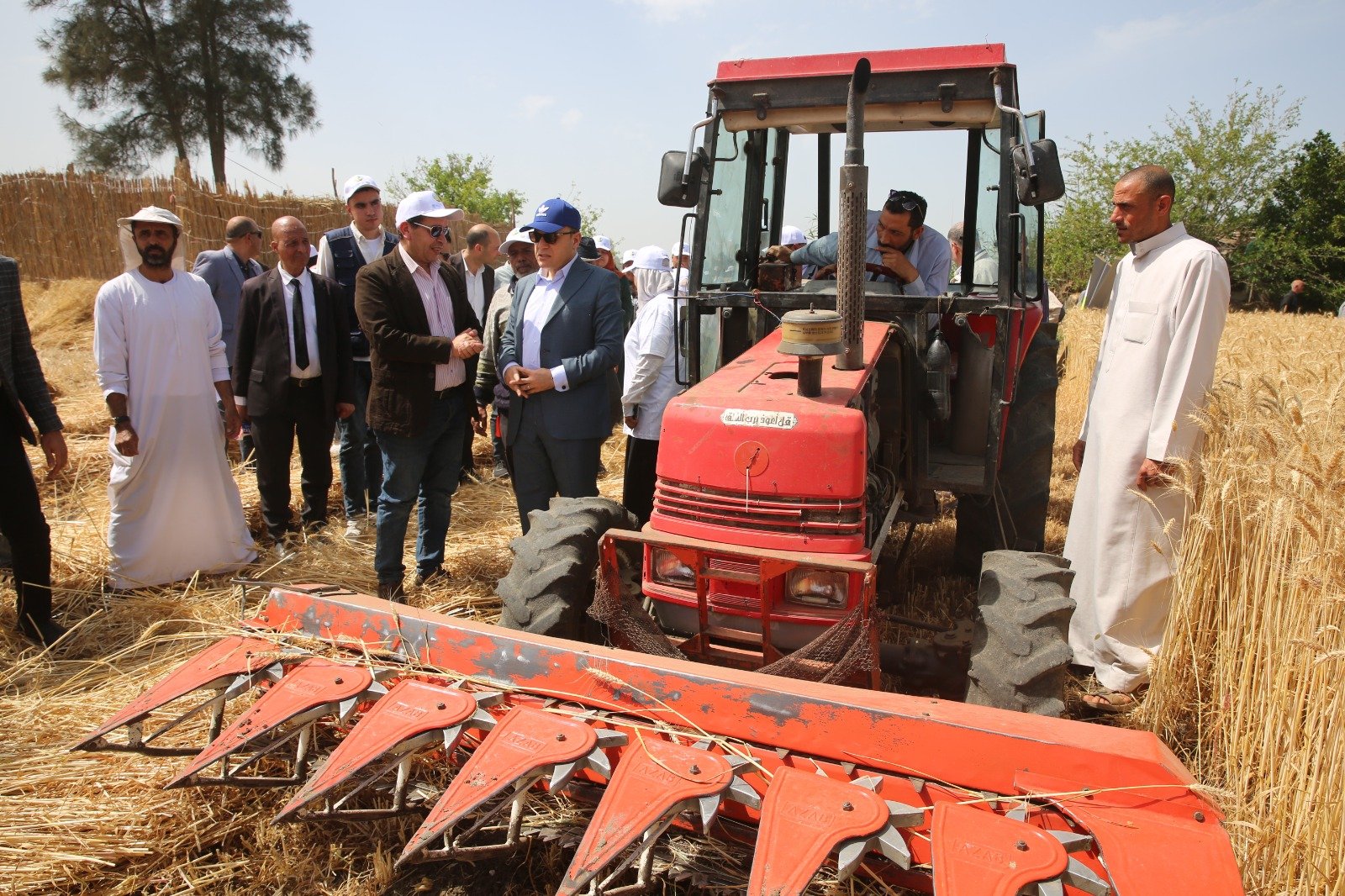 حصاد القمح بقرية شباس الملح حصاد القمح بقرية شباس الملح
