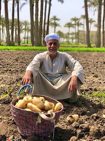 موسم حصاد البطاطس موسم حصاد البطاطس