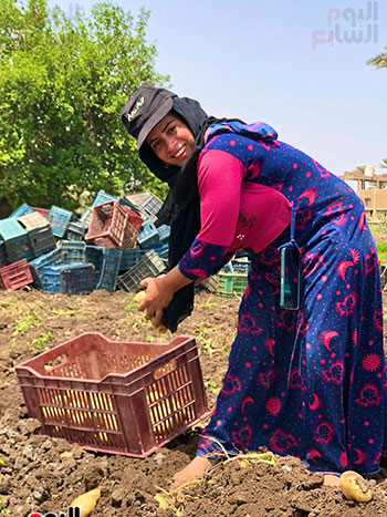 عاملة تساعد في عملية الحصاد عاملة تساعد في عملية الحصاد