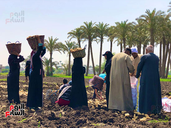 عمال اليومية في موسم حصاد البطاطس عمال اليومية في موسم حصاد البطاطس