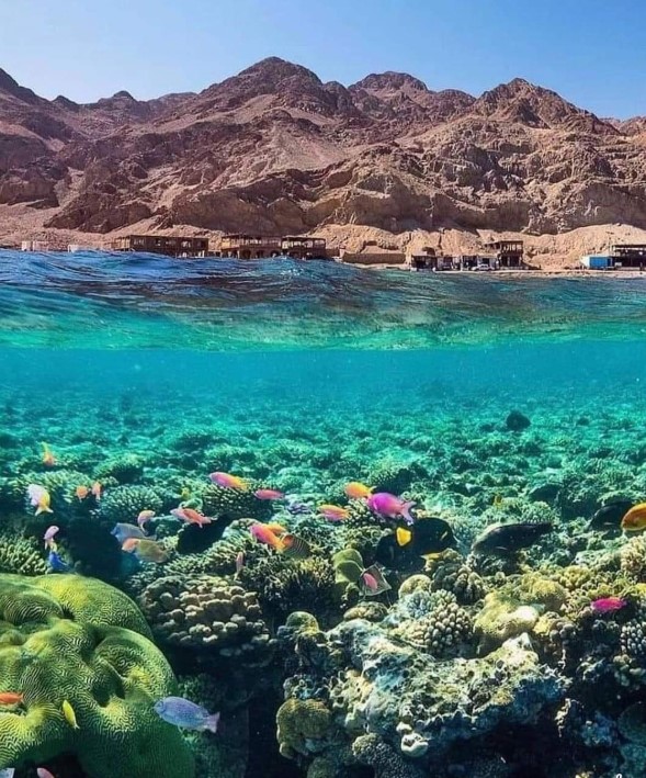 الشعب المرجانية