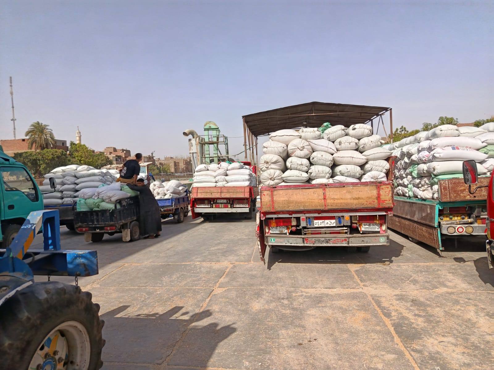 توريد محصول القمح خلال أيام الأجازات والعطلات بالأقصر