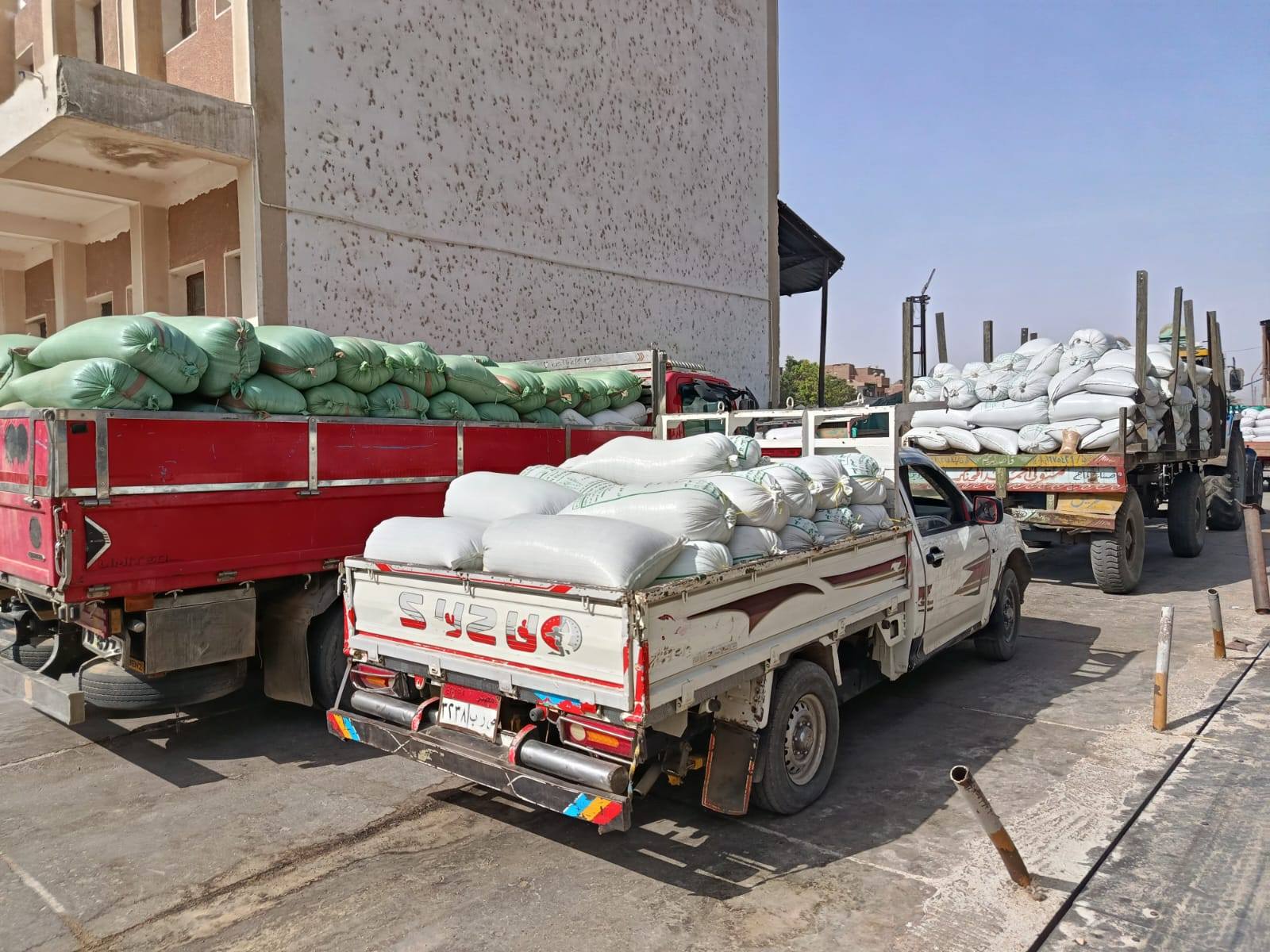 تموين الأقصر تعلن إستمرار توريد محصول القمح خلال أيام الأجازات والعطلات