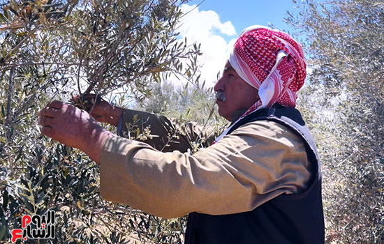 العم-عياد-في-مزرعته العم-عياد-في-مزرعته