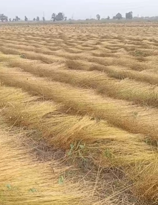 حصاد الكتان بكفر الشيخ 