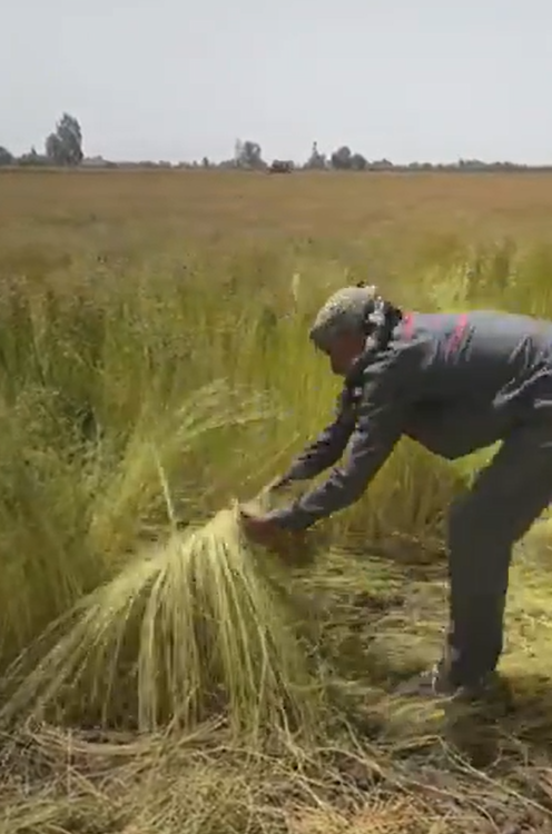 تقليع الكتان 