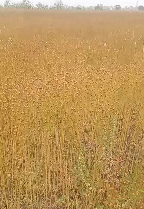 الكتان قبل حصاده 