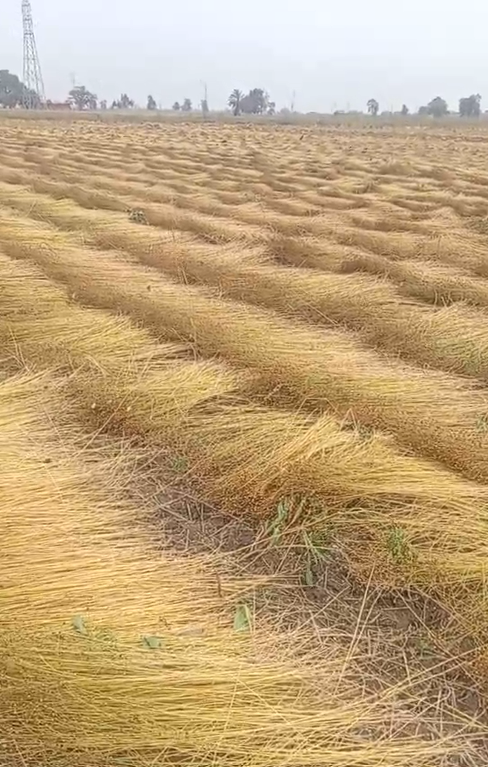 الكتان عقب حصاده وتركه لتنشف أعواده